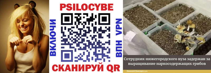 Псилоцибиновые грибы Psilocybe  Новоульяновск 